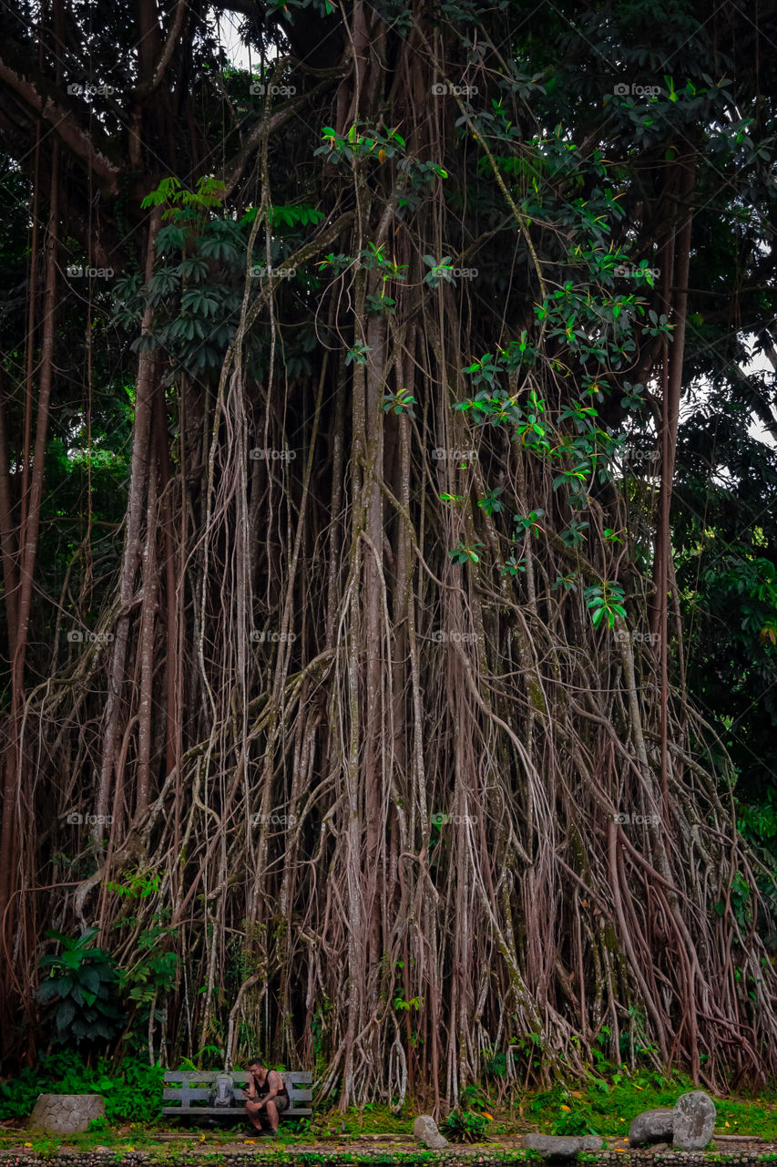 A man sitting down by a giant tree