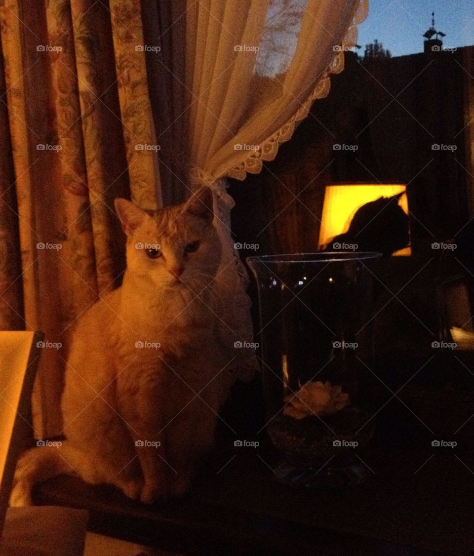 The cat and the window