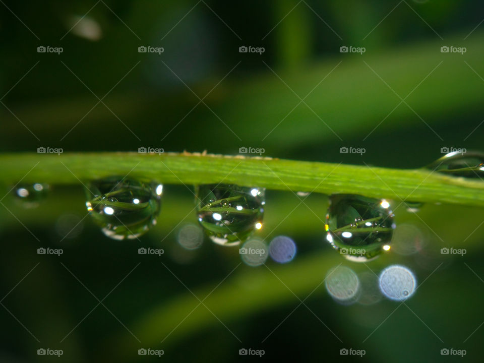 water droplets hanging from a plant