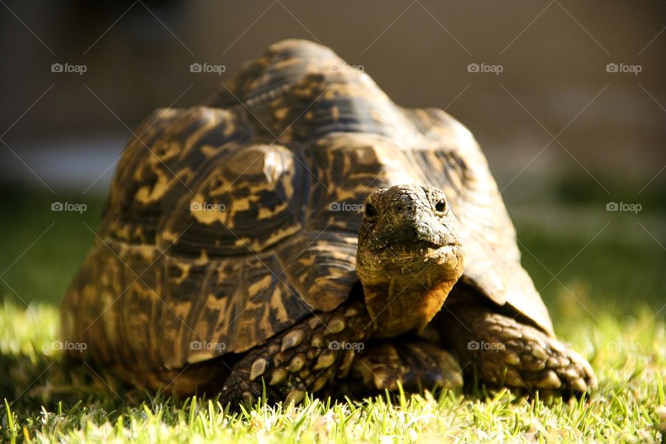 Glorious mother nature, seen in this leopard tortoise. He was looking straight at the camera as if to pose