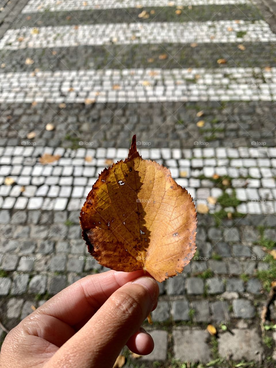 Autumn time in the city 