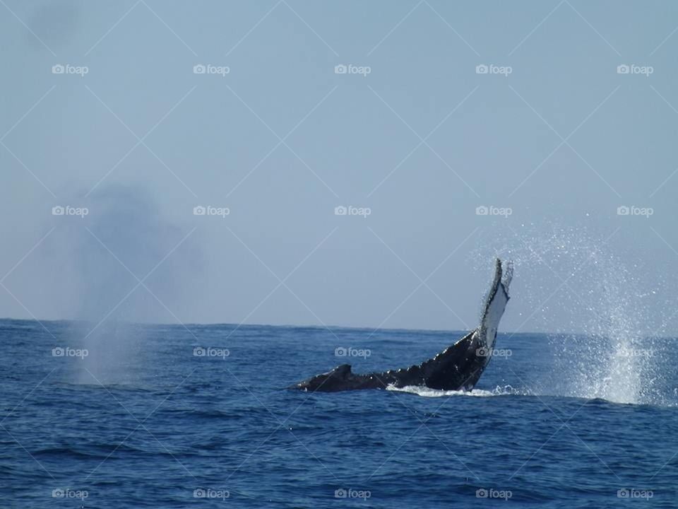 Whale splash!