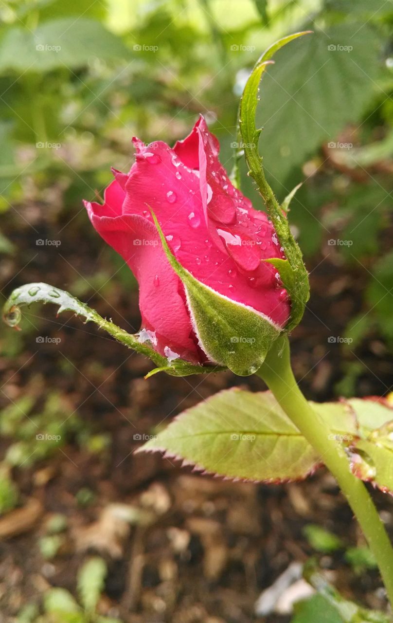 rose + drops