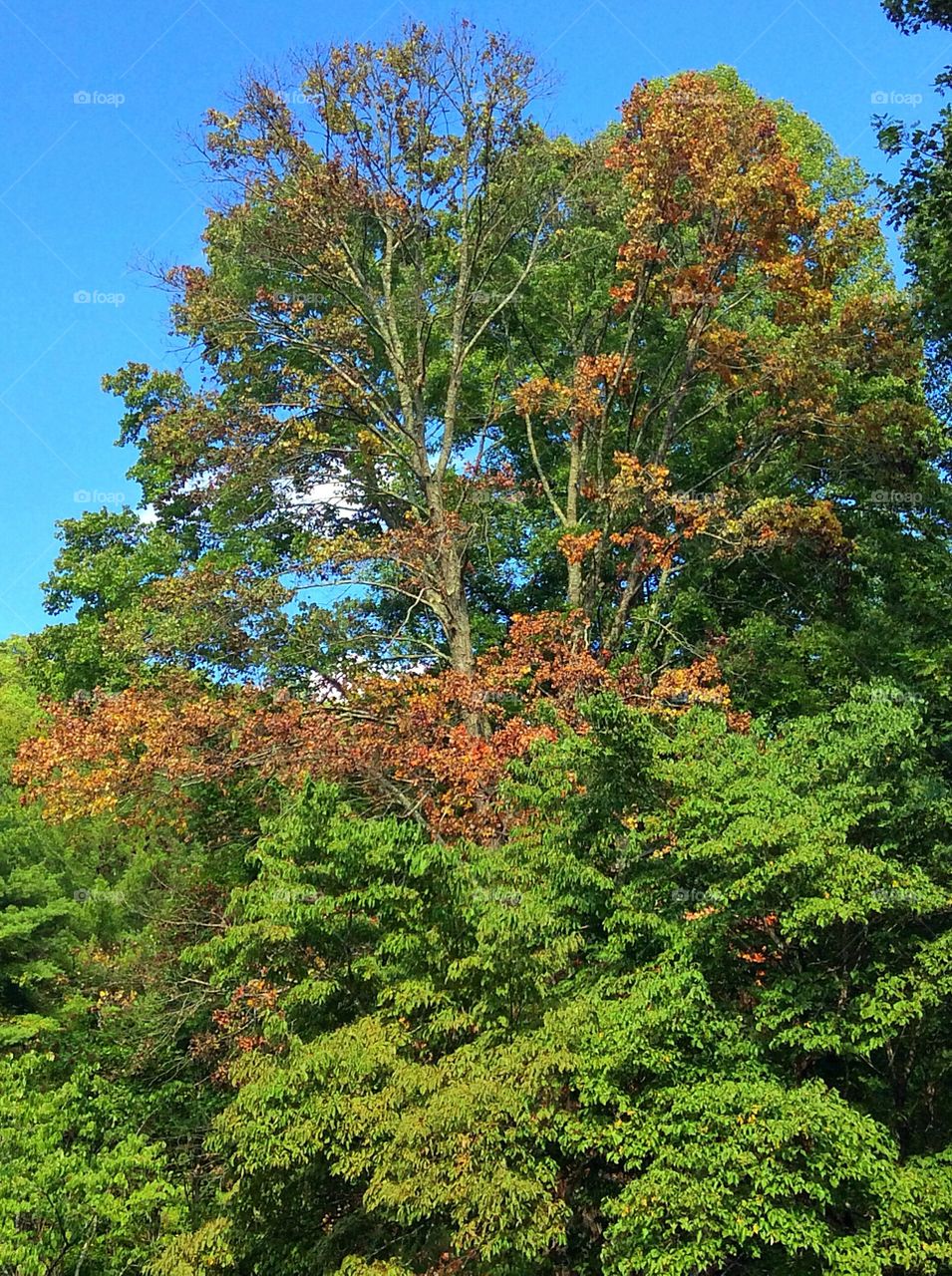 Autumn is a second Spring when every leaf is a flower🍃