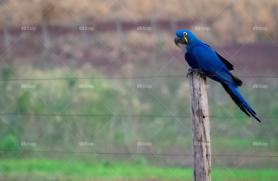 Arara Azul Grande sob a cerca da fazenda