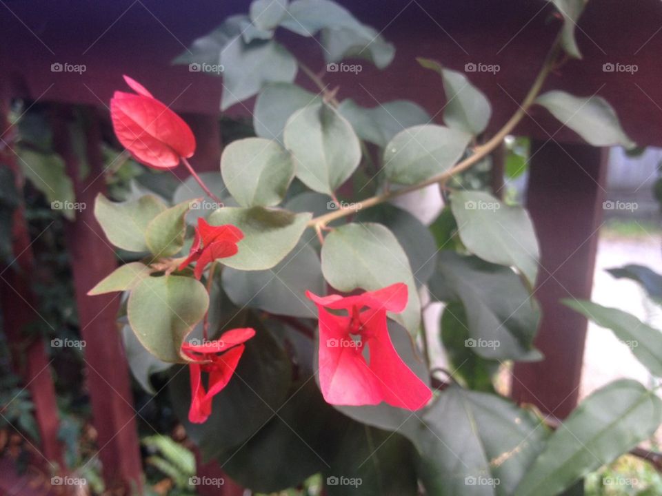 Flowers on a vine 