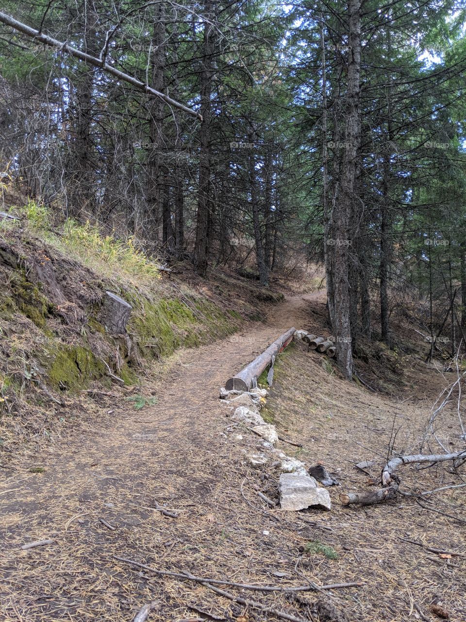 hiking trail through the trees in Dishman hills in Spokane WA