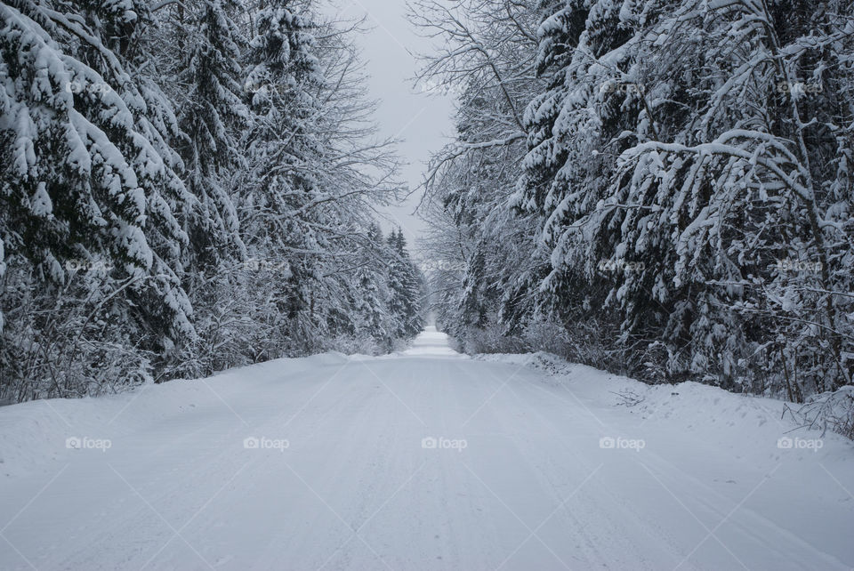 Snow-covered road through the forest