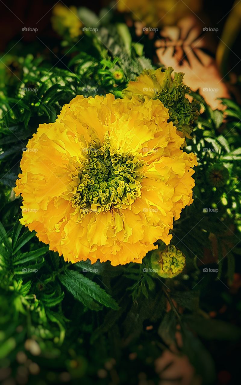 In this photo I captured a flowering plant with a beautiful yellow marigold flower