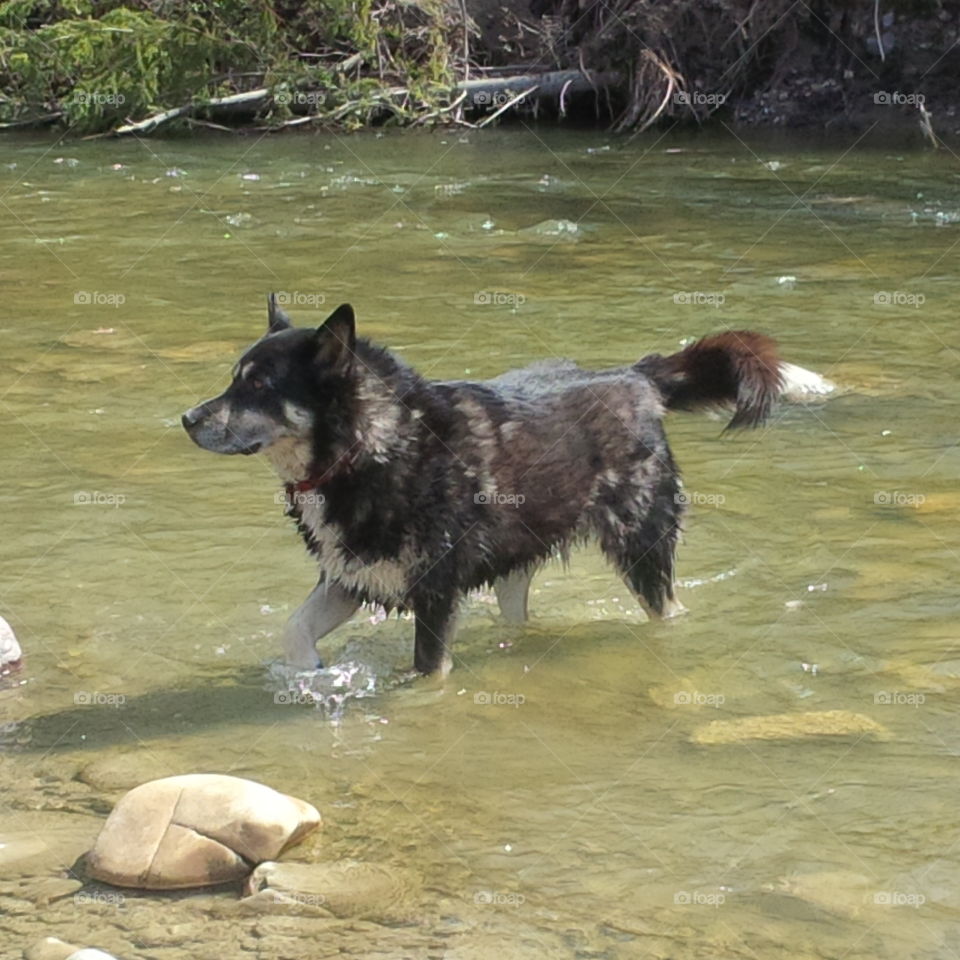 Dog cooling off in the creek