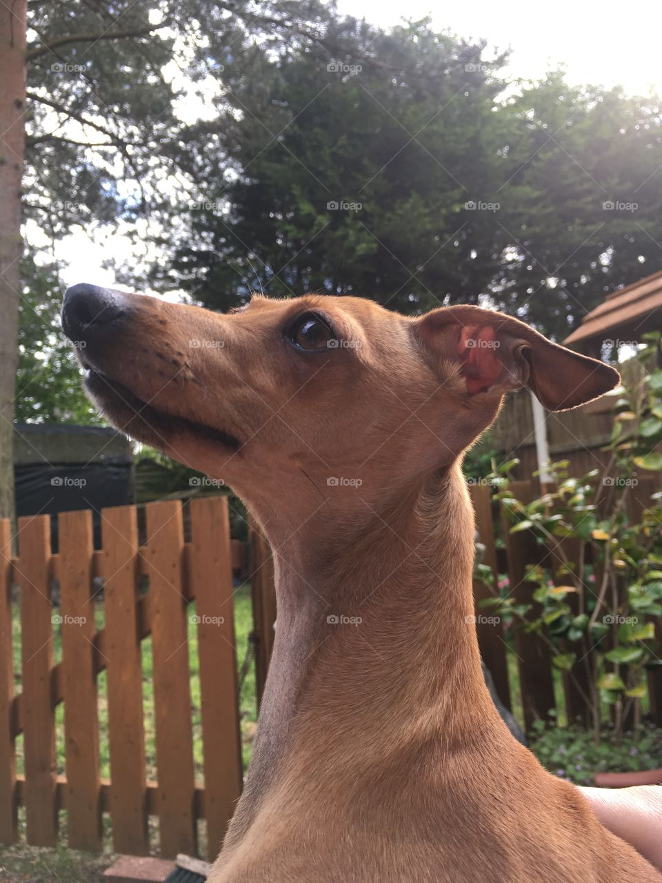 Amber, the fawn Italian greyhound puppy watching birds while sunbathing in the garden 