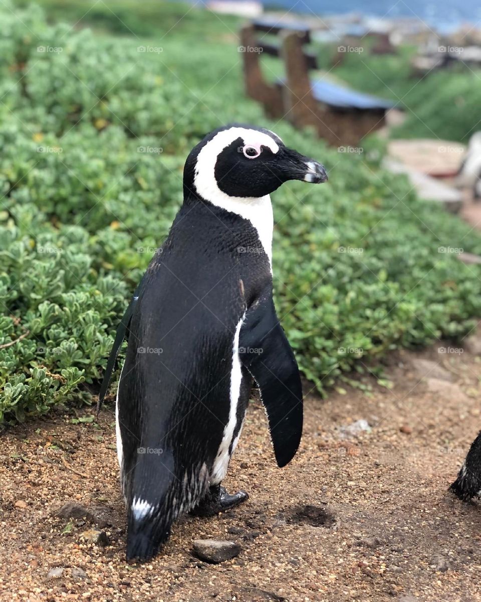 A close up shot of a penguin 