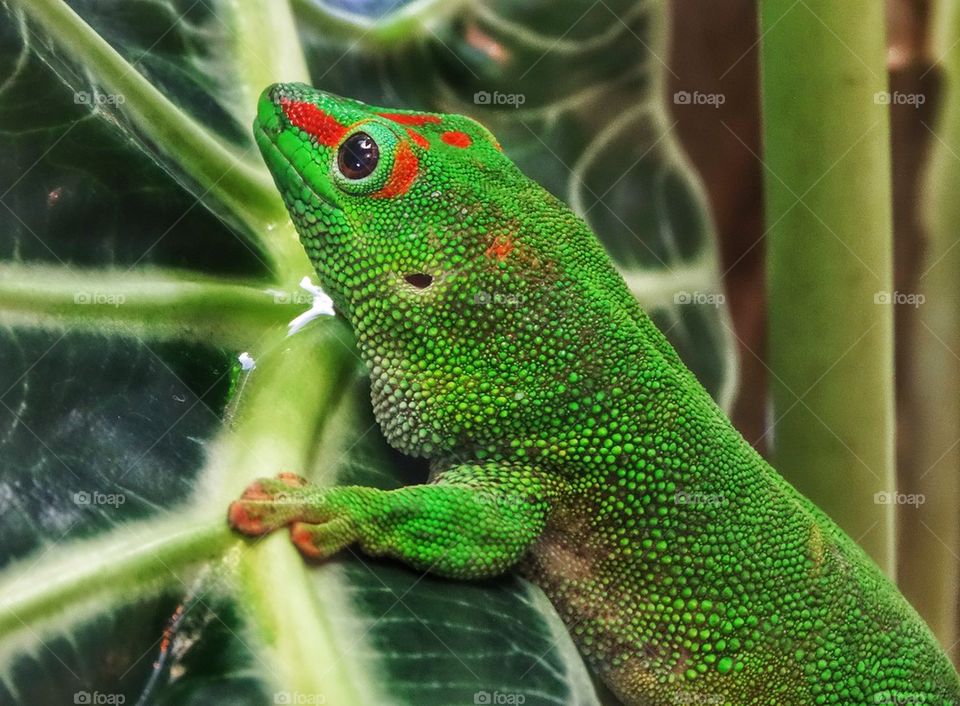 Colorful Madagascar Giant Gecko In The Rainforest