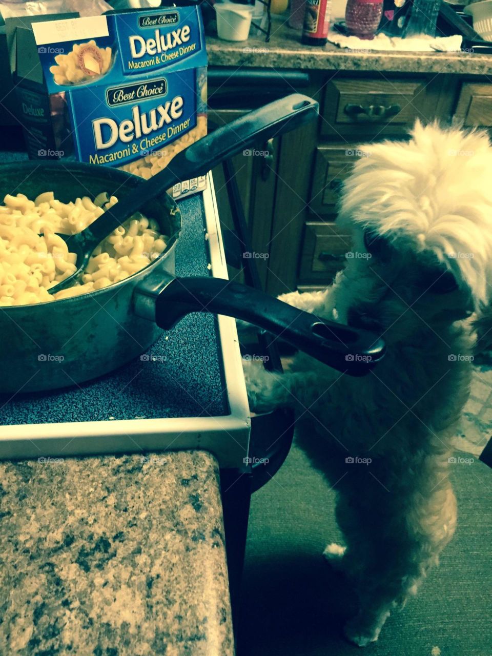 supper time. doggie cooking mac and cheese