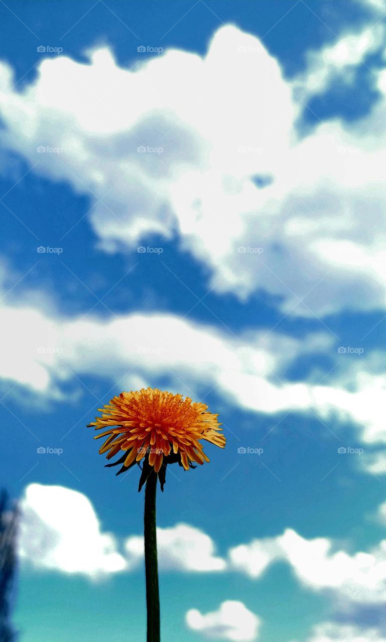 dandelion