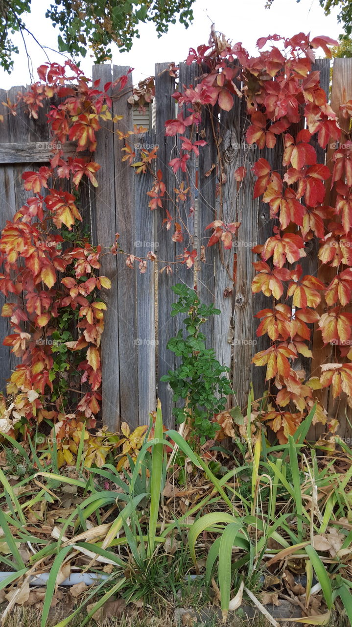 Rose and Ivy in the Fall. back yard colors