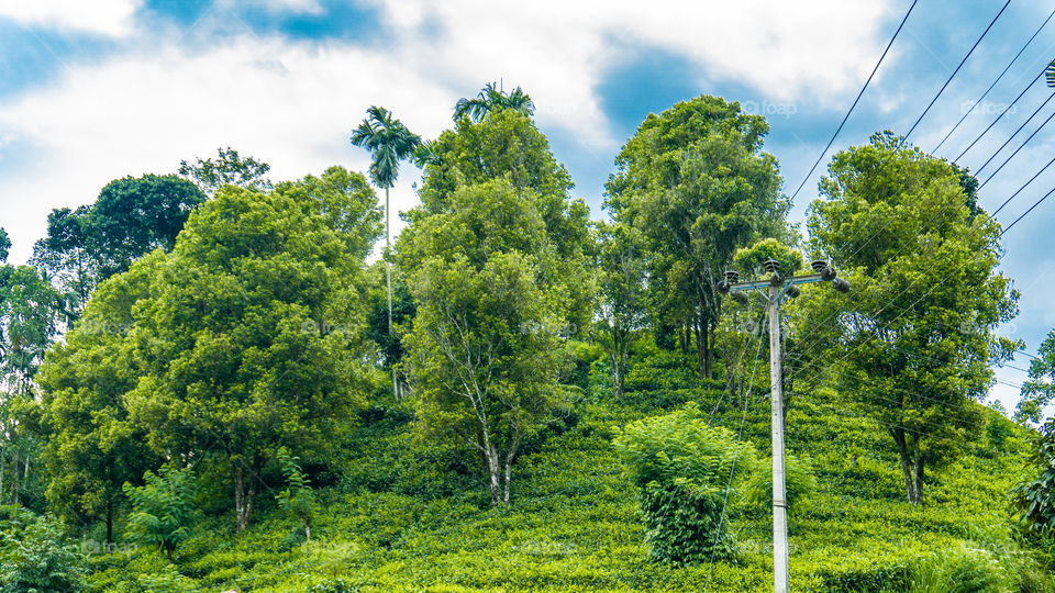 Tea planting with nature