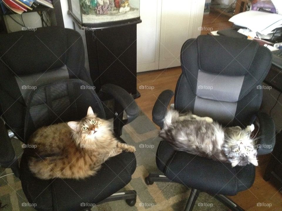Catty Office Meeting  