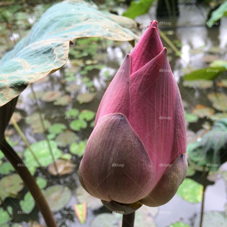 Lotus blossom
Ubud, Bali