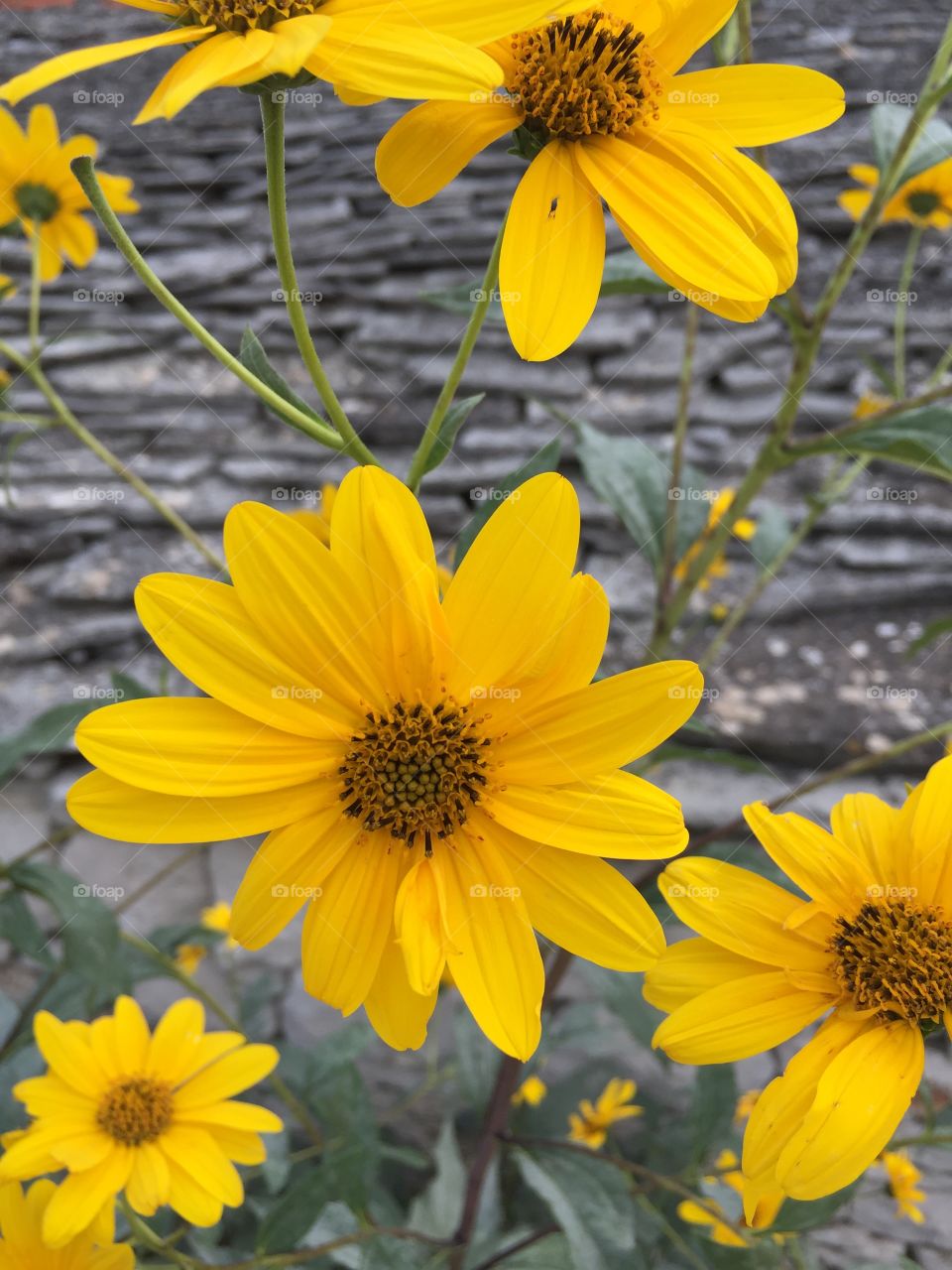Yellow flower in front of an old stone house