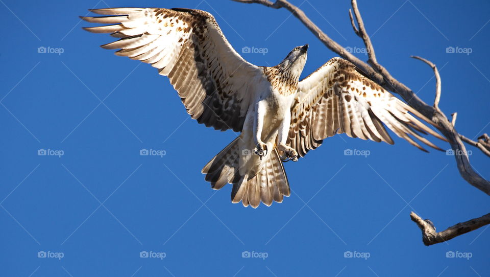 western Osprey landing in a tree at a wetlands