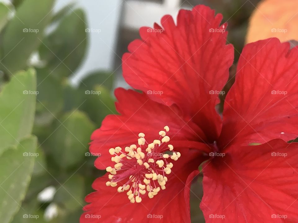 The red color stories, my garden ( Countryside)