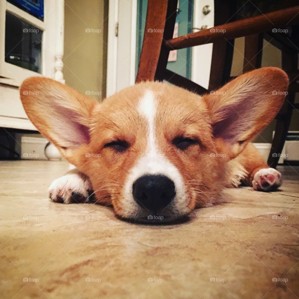 Corgi Puppy 