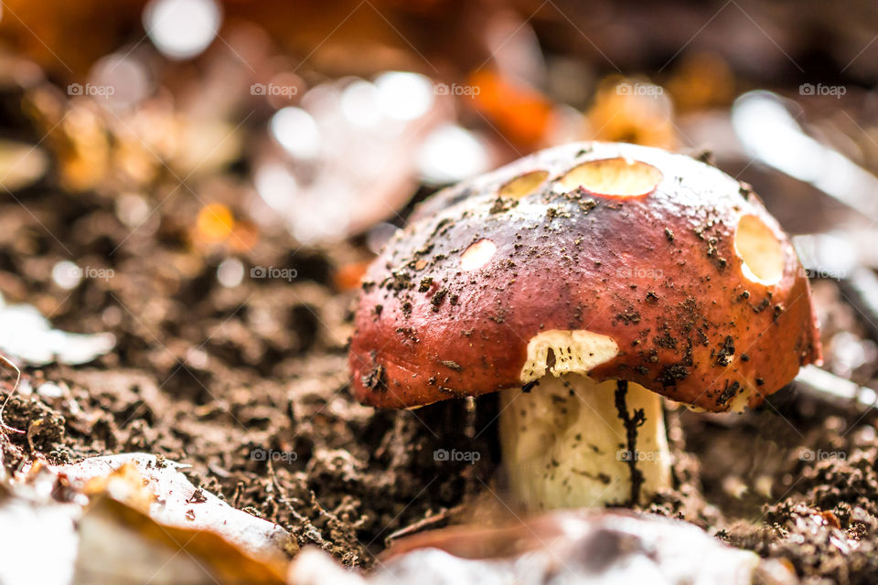 Mushroom On The Autumn Forest Ground
