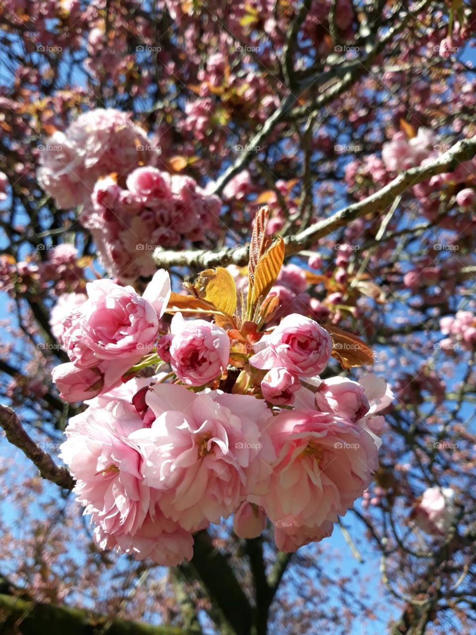 spring Flower