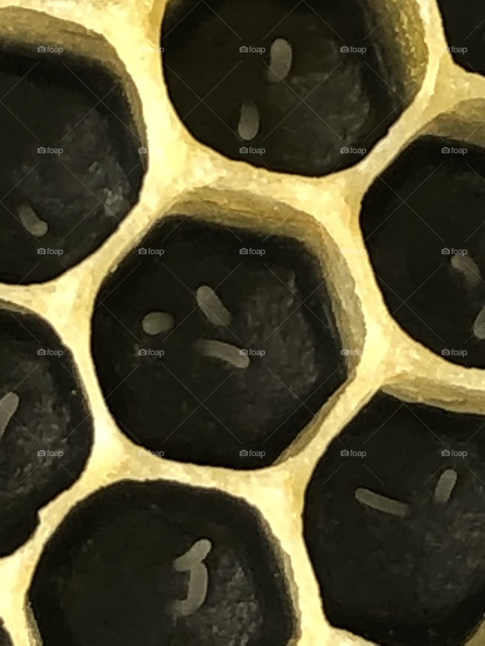 Honeybees laying workers, comb, cells