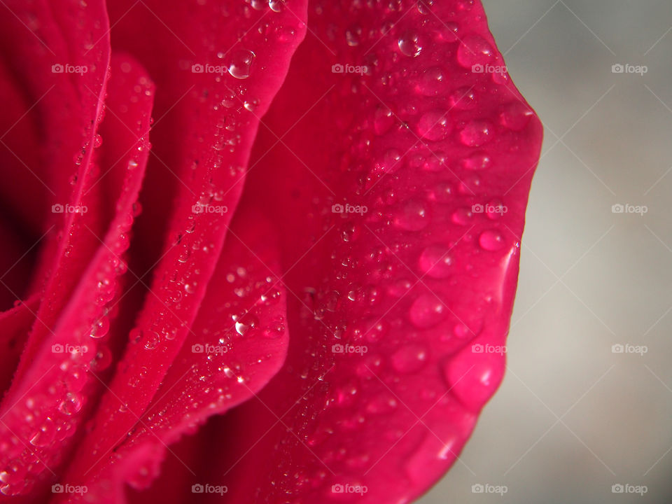 Red rose buds with water droplets.  Macro shot.
