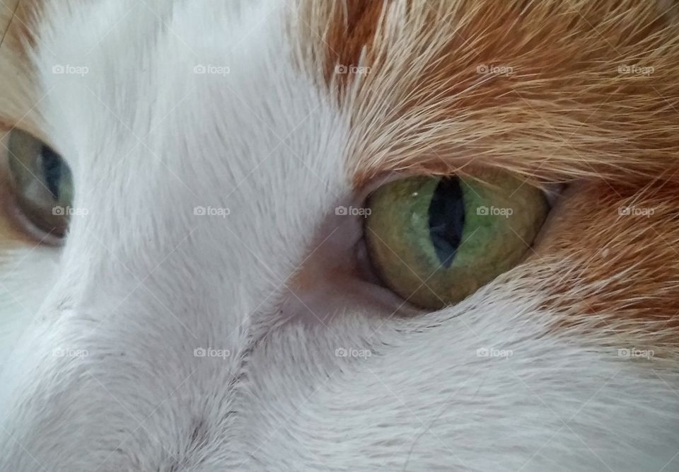 Full frame of cat head