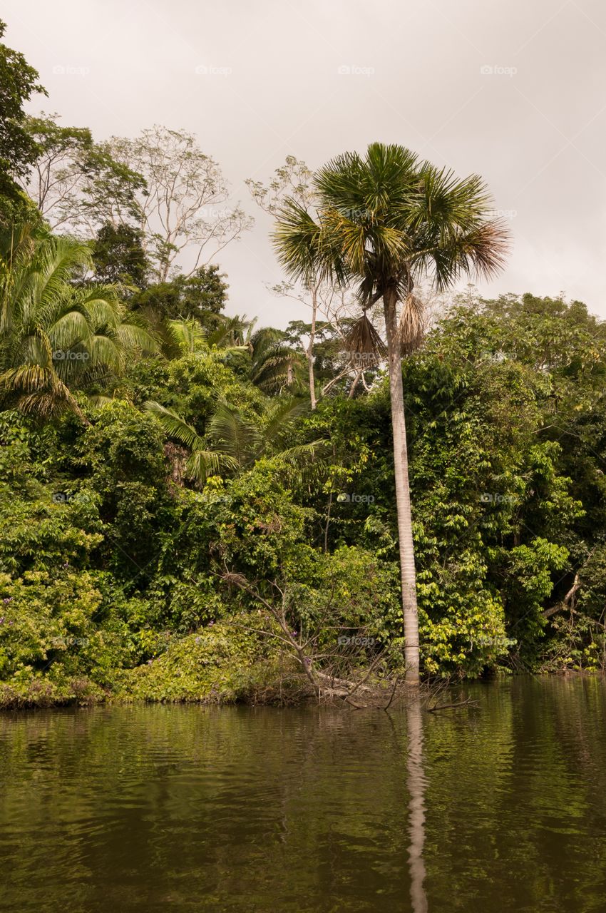 Tree, Nature, Water, Tropical, Landscape