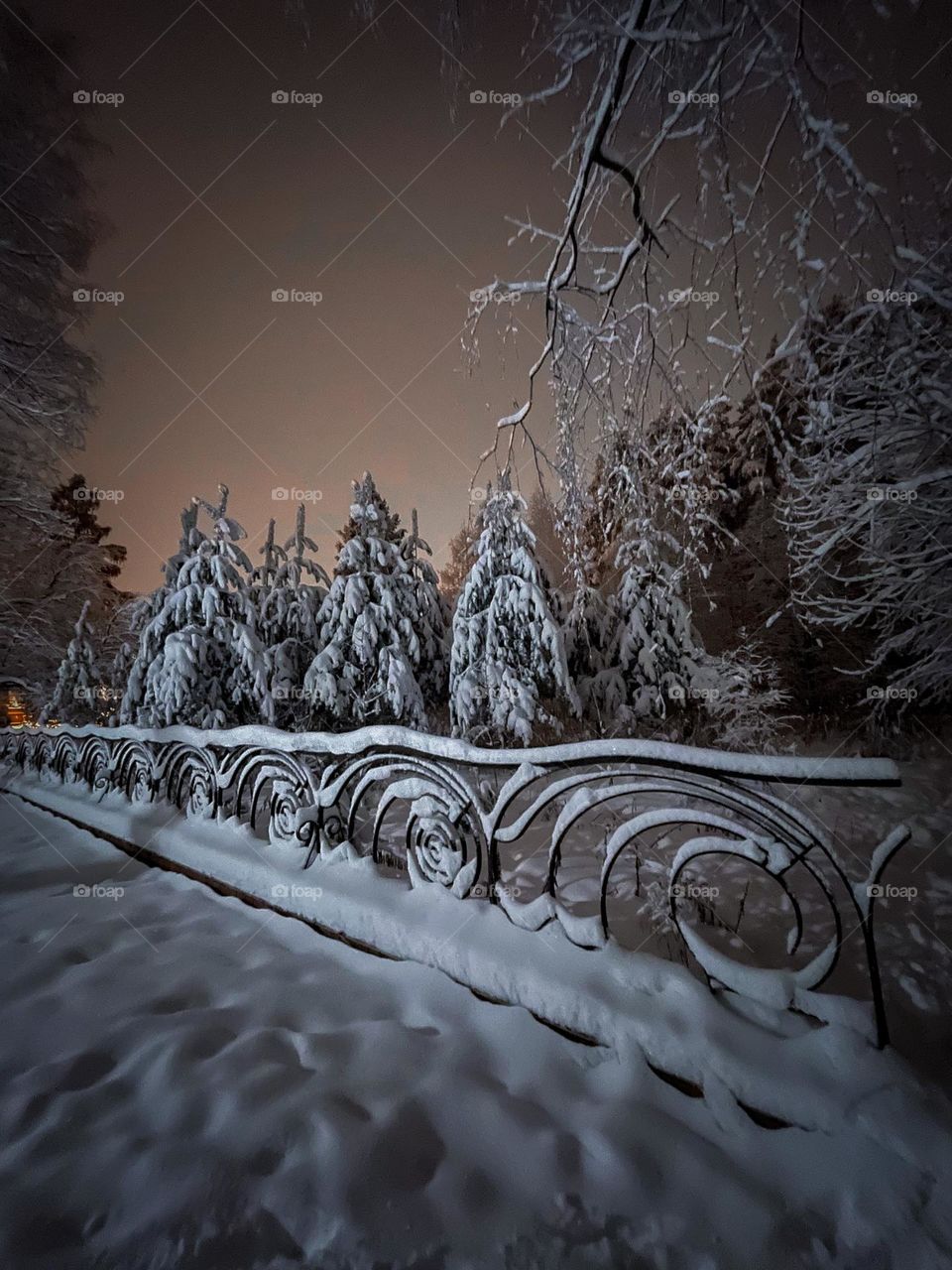 Night scene in winter forest