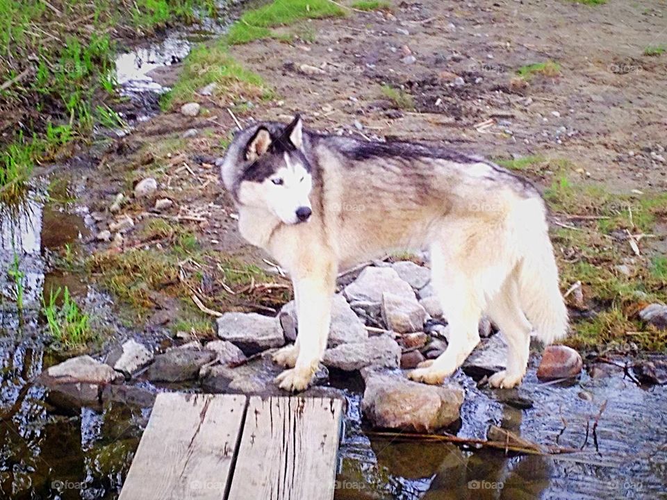 Siberian husky 