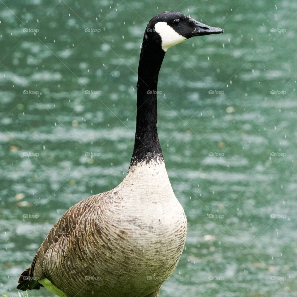 goose in the rain
