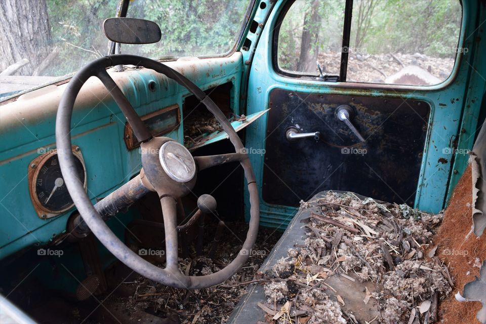 Mice have devoured the interior of a abandoned truck sitting in the woods