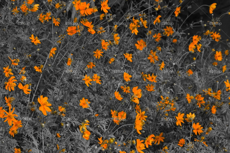 like butterfly's wings