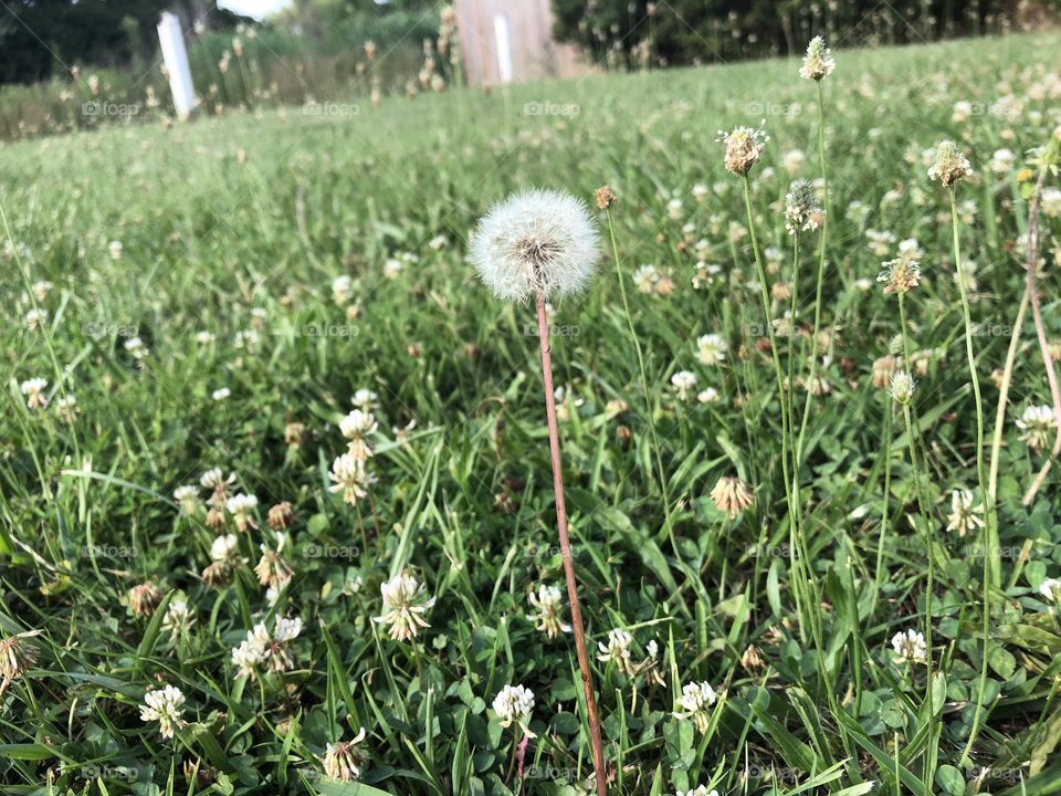 Dandelion summer