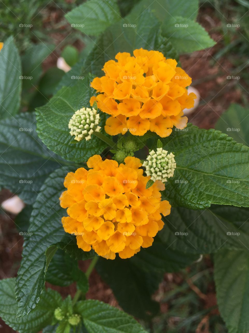 🌹 🇺🇸 Very beautiful flowers to brighten our day.  Live nature and its beauty. Did you like the delicate petals? / 🇧🇷 Flores muito bonitas para alegrar nosso dia. Viva a natureza e sua beleza. Gostaram das pétalas delicadas? 
