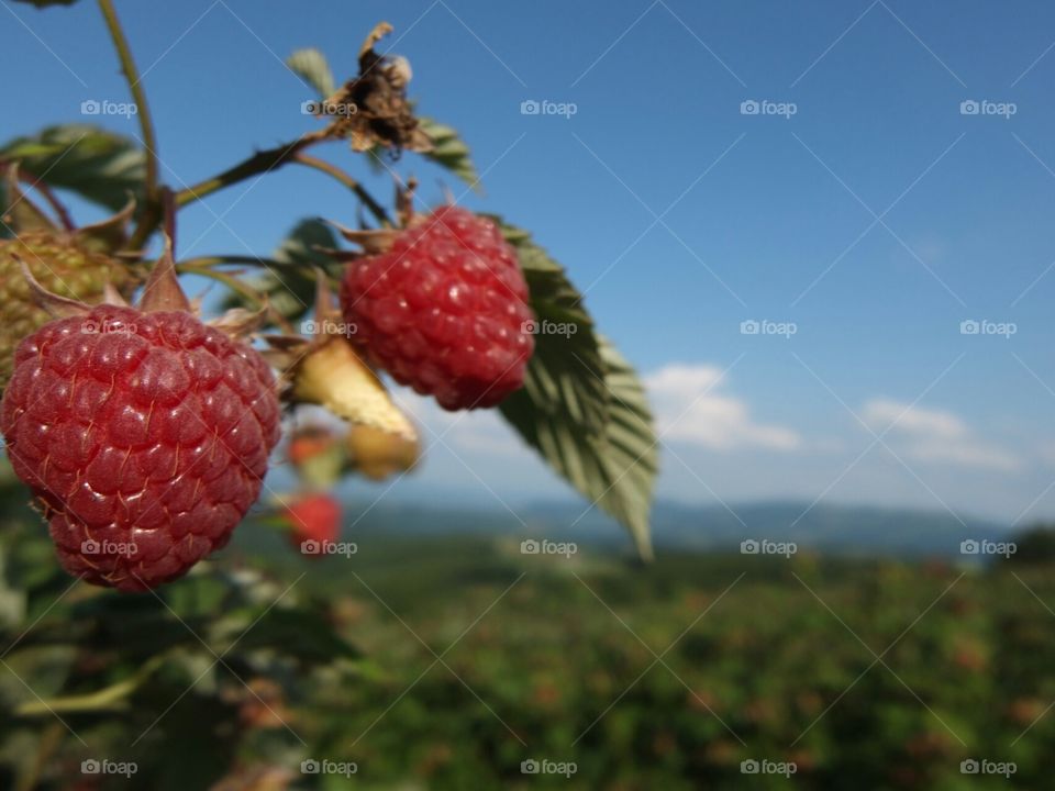 Beautiful Raspberries 