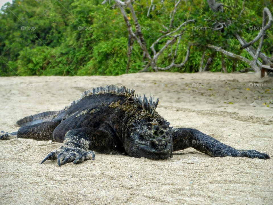 Marine iguana, Galapagos