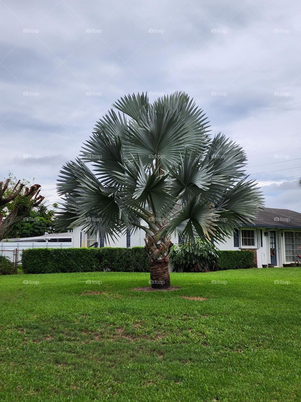 Florida palm tree blue sky