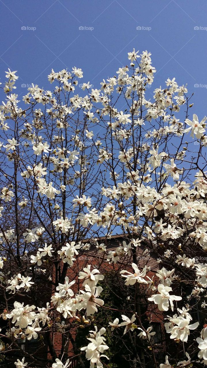Magnolia in bloom with a blue sky