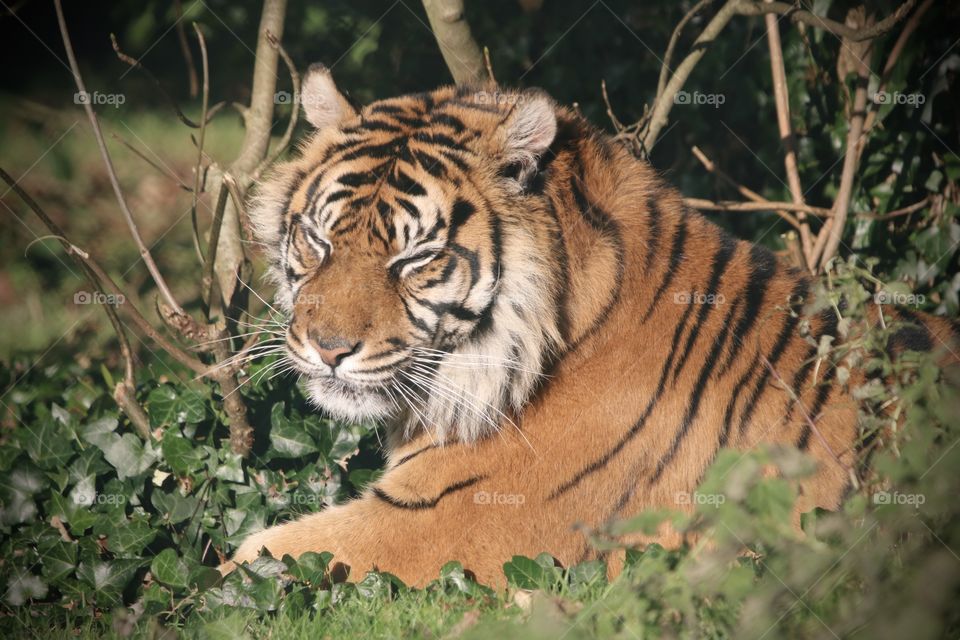 Tiger 