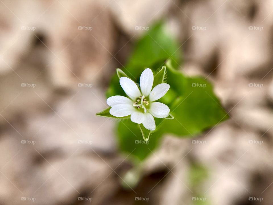 First spring forest flower 