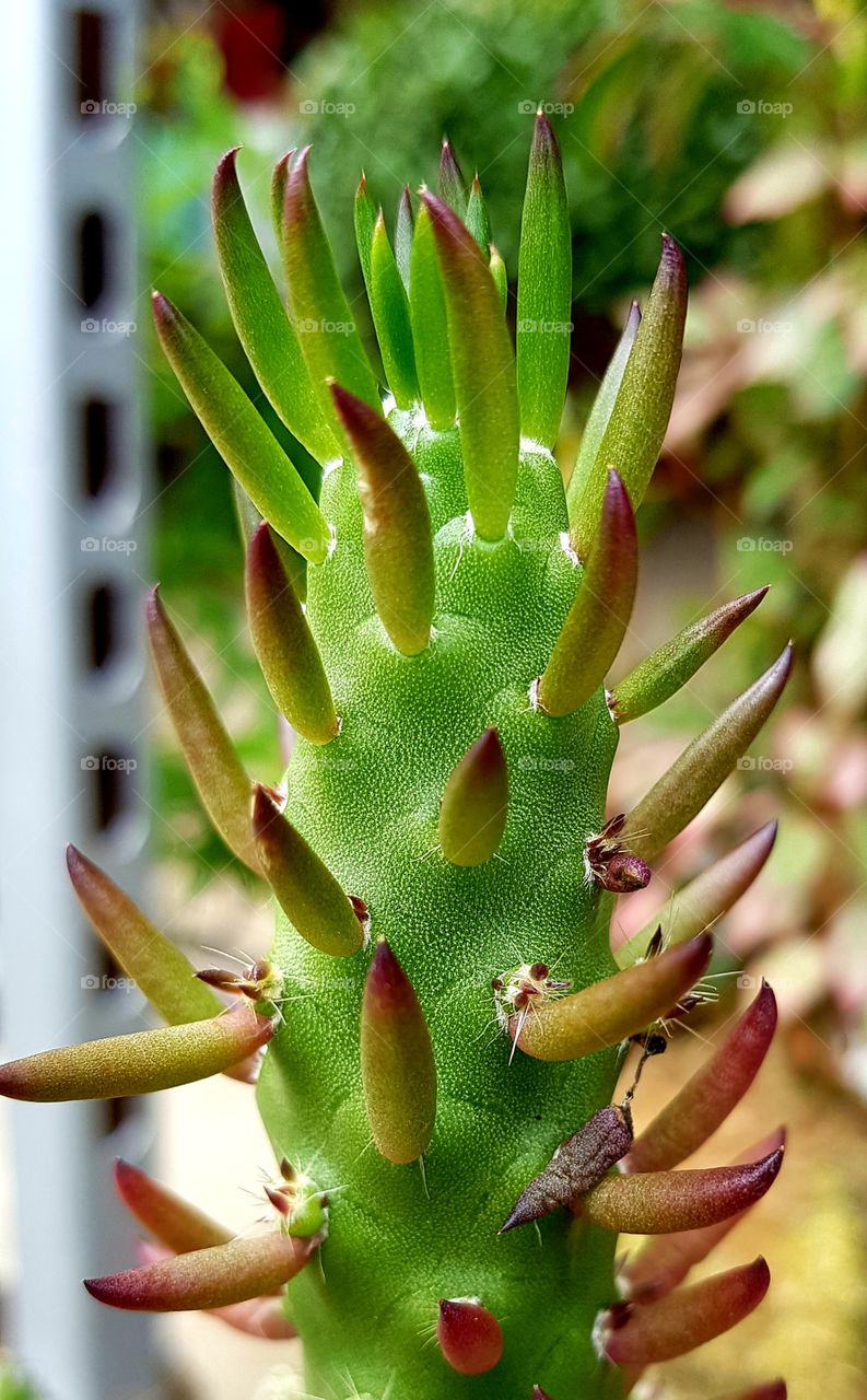 succulent