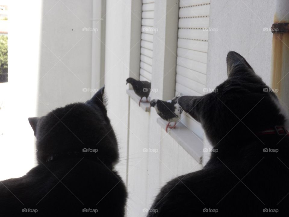 Bird watching 