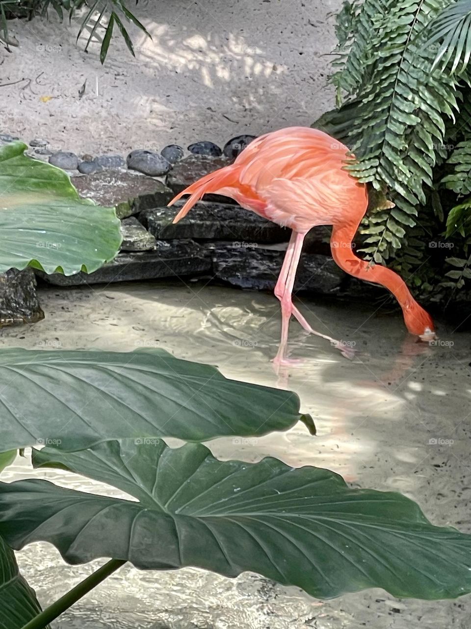 Flamingo drinking water