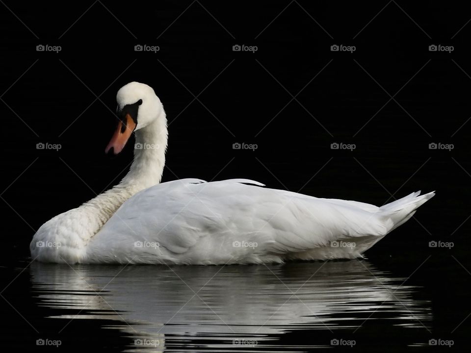 Swan
